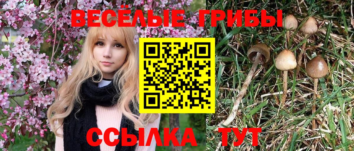Псилоцибиновые грибы Psilocybine cubensis Советская Гавань